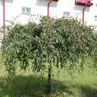 Плакуча яблуня на штамбі Плакуча яблуня на штамбі
