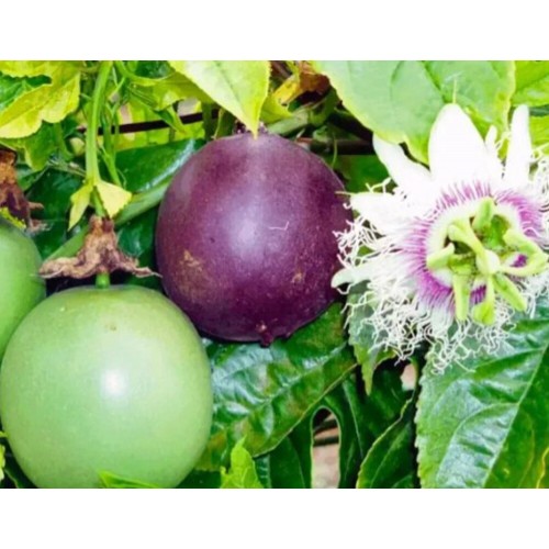 Саджанець Маракуя Едуліс (PASSIFLORA EDULIS)