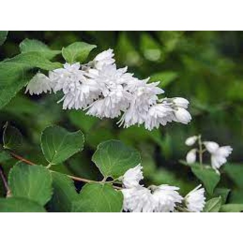 Дейція чудова, або пишна (Deutzia magnifica)