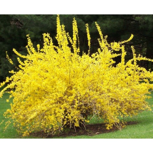 Форзиція європейської (Forsythia europaea) Форзиція європейської (Forsythia europaea)
