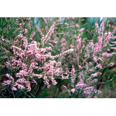 Тамарікс витончений (Tamarix gracilis)