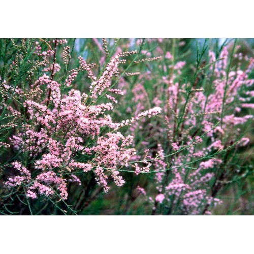 Тамарікс витончений (Tamarix gracilis)
