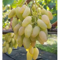 Саджанець винограда Біла Акація