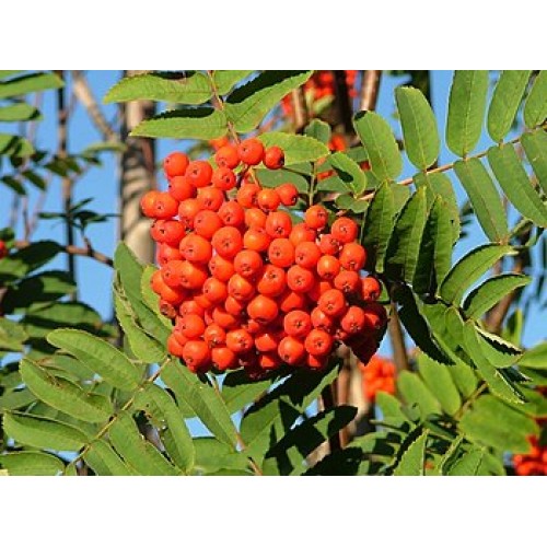 Горобина звичайна (Sorbus aucuparia)