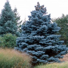 Ялина блакитна Мейєра Picea