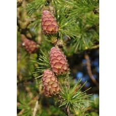 Модрина європейська Larix decidua Mill