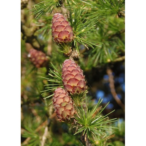 Модрина європейська Larix decidua Mill