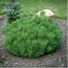 Сосна гірська Ротундата. (Pinus mugo Rotundata)