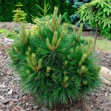 Сосна китайська Tabuliformis