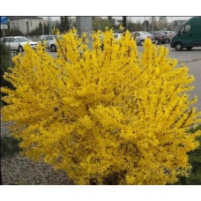 Форзиція корейська Кумсон