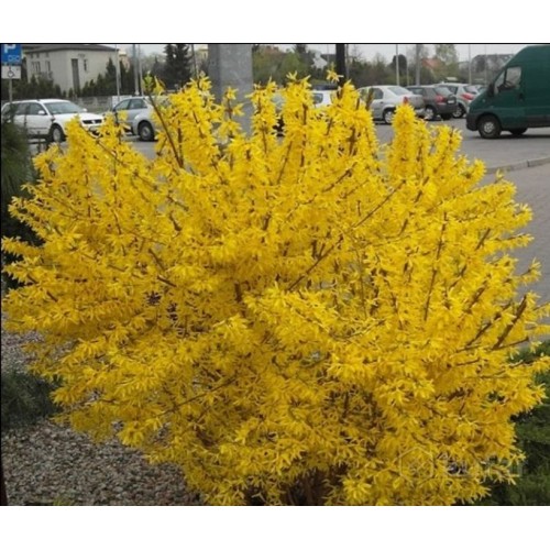 Форзиція корейська Кумсон