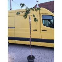 Плакуча черешня на штамбі 