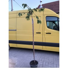 Плакуча черешня на штамбі 