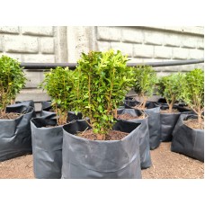 Самшит вечнозеленый Latifolia maculata