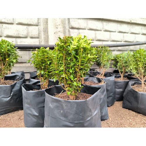 Самшит вечнозеленый Latifolia maculata