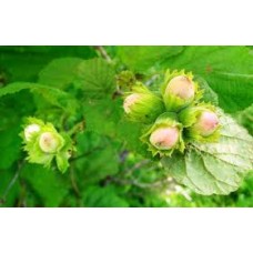 Саджанець фундука Римський