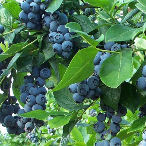 Саджанець лохини Дюк   (Dyuk)