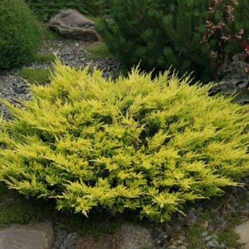 Ялівець горизонтальний Лайм Глов juniperus horizontalis lime glow 