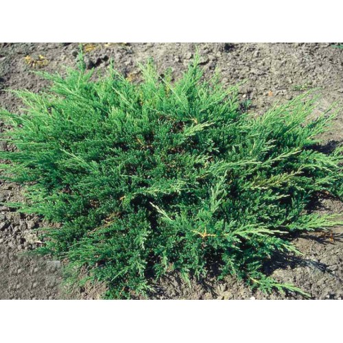 Ялівець горизонтальний Принц Уельсу Juniperus horizontalis Prince of Wales 
