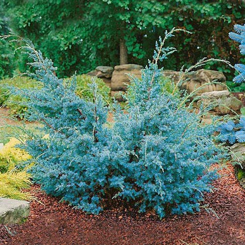 Ялівець китайський Блю Альпс Juniperus chinensis Blue Alps 