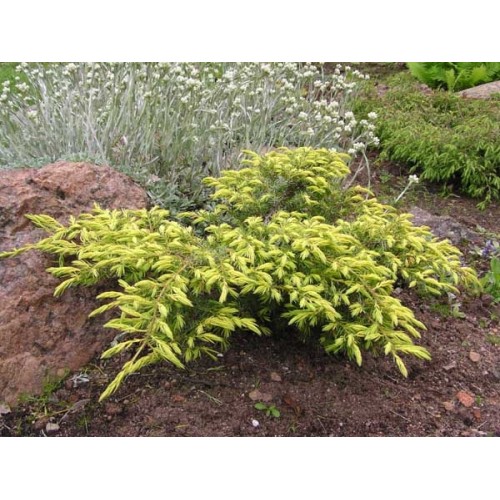 Ялівець звичайний Депреса Ауреа Juniperus communis Depressa 