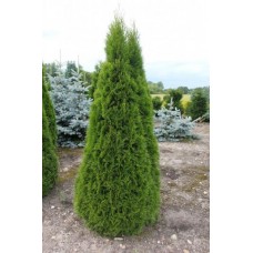 Туя західна "Смарагд" Thuja occidentalis Smaragd 