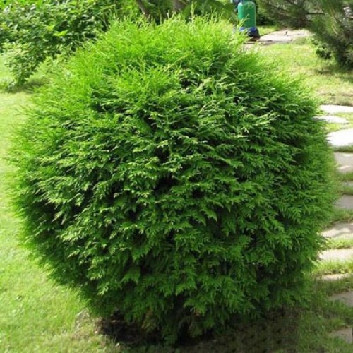 Туя західна Глобоза thuja occidentalis Globosa