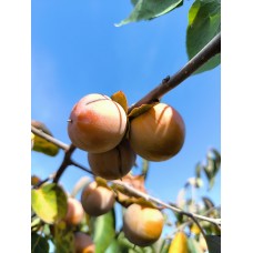 Саджанець хурми Чучупака