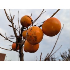  Саджанець хурми корольок Хіакуме