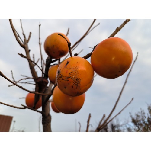  Саджанець хурми корольок Хіакуме