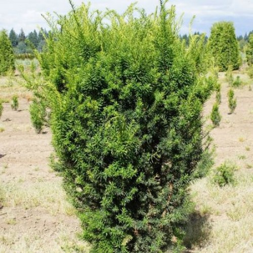 Тис середній Хіксі Taxus media Hicksii 