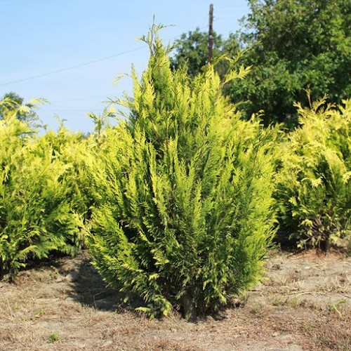 Кіпарисовик Лавсона "Голден Вондер" Chamaecyparis lawsoniana 'Golden Wonder' 