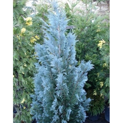 Кіпарисовик Лавсона "Блом" Chamaecyparis lawsoniana 'Blom'