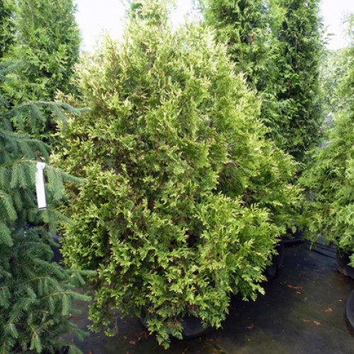Туя західна Ауреоспіката Thuja occidentalis