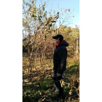 Корисні поради під час посадки хурми.