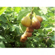 Саджанець інжиру Брунсвик