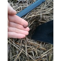 Чому не сходить віргінка?