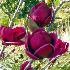 Саджанець магнолії Black Tulip (Чорний тюльпан)