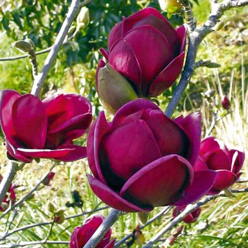 Саджанець магнолії Black Tulip (Чорний тюльпан)