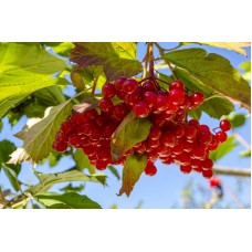 Калина звичайна Парк Харвест (Park Harvest)