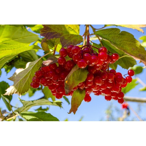 Калина звичайна Парк Харвест (Park Harvest)