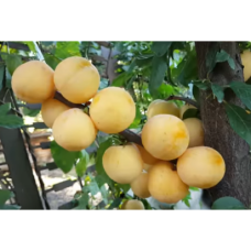 Саджанець сливи То Че Сан 
