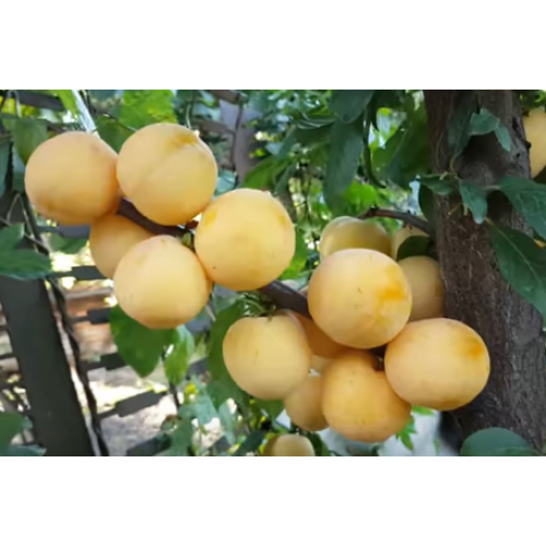 Саджанець сливи То Че Сан 