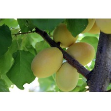 Саджанець абрикоса Шалах (Ананасовий)