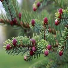 Ялина лікіанська (Picea likiangensis) 