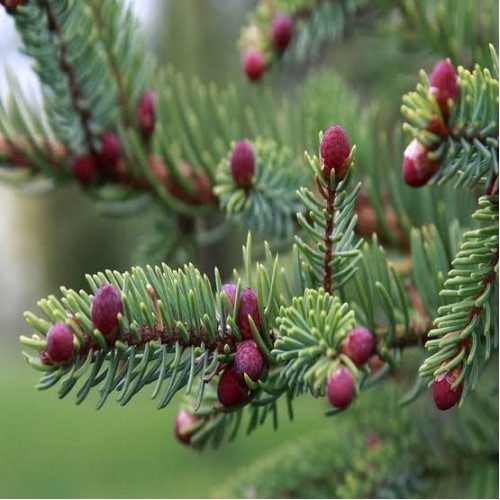 Ялина лікіанська (Picea likiangensis) 