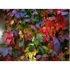 Дівочий виноград п'ятилисточковий (Parthenocissus quinquefolia) 