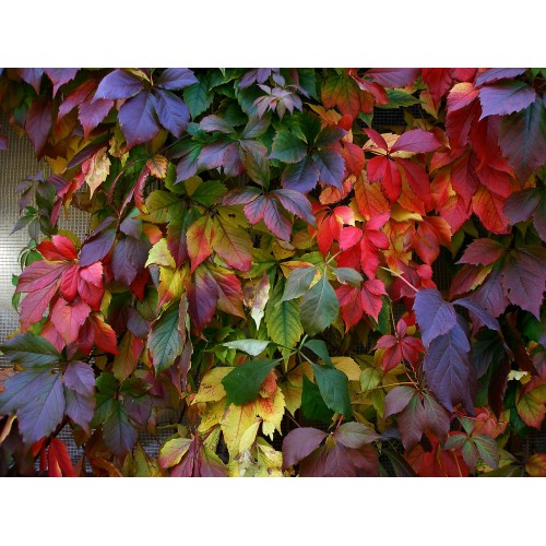Дівочий виноград п'ятилисточковий (Parthenocissus quinquefolia) 