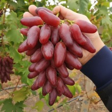 Саджанець винограду Полтавський Манікюр