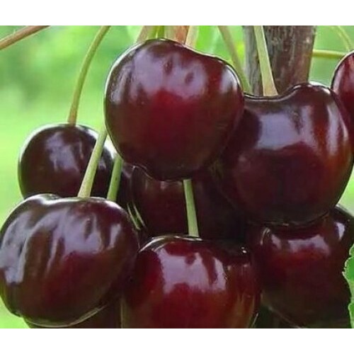 Саджанець черешні Cherry Moon (Вишневий Місяць) 